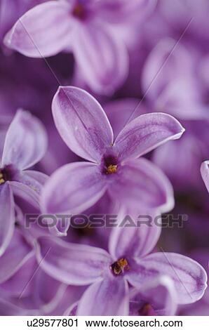 Stock Image - Phlox, lilac, syringa. Fotosearch