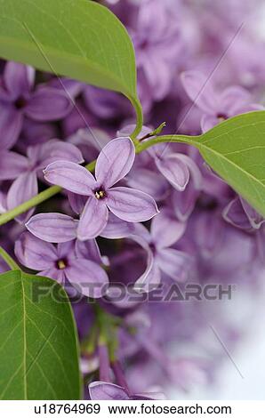 Phlox, lilac, syringa View Large Photo Image Stock Photo - Phlox, lilac, syringa. Fotosearch