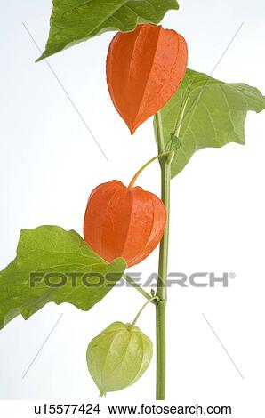 physalis alkekengi View Large Photo Image Picture - physalis alkekengi. Fotosearch