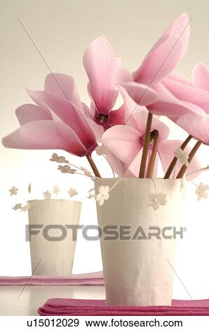 Stock Photo - Pink cyclamen in a table lantern. Fotosearch