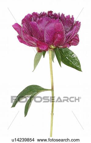Pink peony View Large Photo Image Picture - Pink peony. Fotosearch