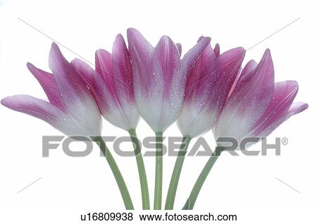 Stock Photo - Pink tulips. Fotosearch