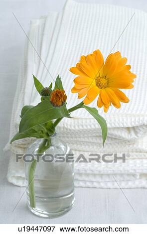 Stock Photo - Pot marigold Blossom. Fotosearch