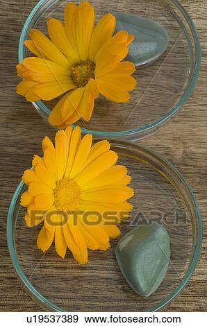 Stock Photo - Pot marigold Blossoms. Fotosearch