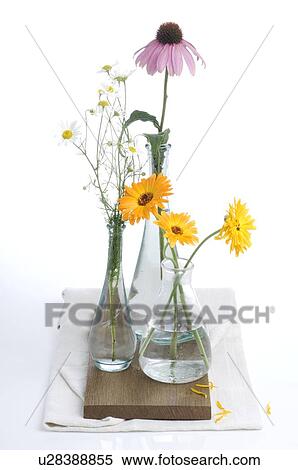 Stock Photography - Pot marigold in 3 vases. Fotosearch