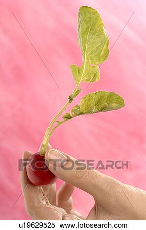 Radish View Large Photo Image Stock Photography - Radish. Fotosearch