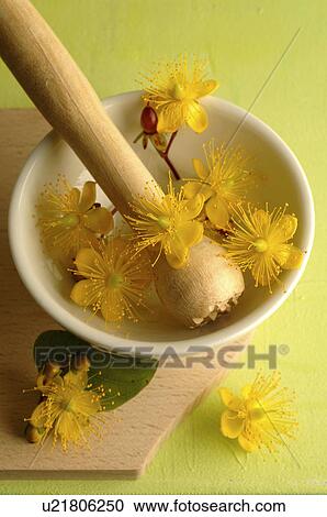 Stock Image - St. Johns wort in a motar. Fotosearch