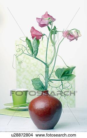 Picture - Sweet Pea. Fotosearch