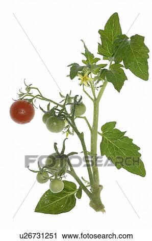 Tomatoes View Large Photo Image Stock Image - Tomatoes. Fotosearch