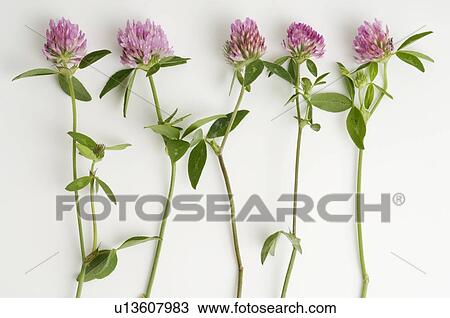Trifolium pratense View Large Photo Image Stock Image - Trifolium pratense. Fotosearch