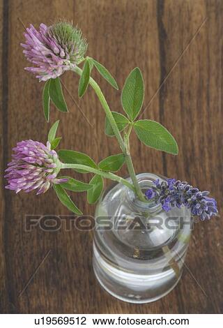 Trifolium pratense View Large Photo Image Stock Image - Trifolium pratense. Fotosearch