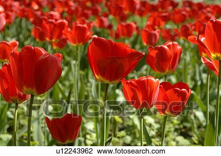 Stock Image - Tulip field. Fotosearch