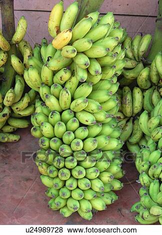 Stock Photo - Unripe bananas. Fotosearch