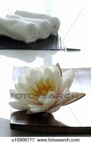 Water lilies View Large Photo Image Stock Photo - Water lilies. Fotosearch