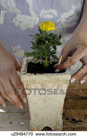 Woman planting flower View Large Photo Image Stock Image - Woman planting flower. Fotosearch