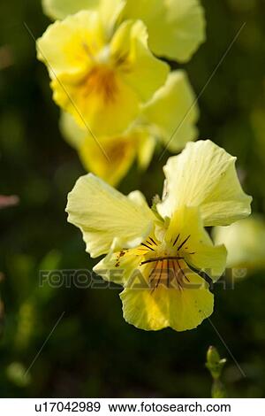Stock Photo - 2 wild yellow pansy flowers against green background, Piano Grande, Umbria, Italy. Fotosearch