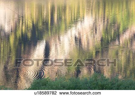 Abstract reflections of pine trees and mountain rocks in Ellery lake, early morning light, Yosemite View Large Photo Image Stock Image - Abstract reflections of pine trees and mountain rocks in Ellery lake, early morning light, Yosemite. Fotosearch