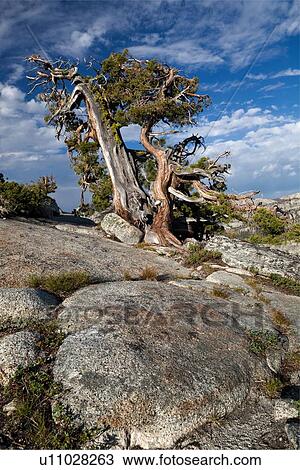Ancient pine tree against blue skies and cloud formations, with granite foreground, late afternoon summer sun, Yosemite View Large Photo Image Stock Image - Ancient pine tree against blue skies and cloud formations, with granite foreground, late afternoon summer sun, Yosemite. Fotosearch