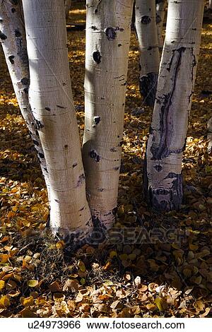 Aspen trees: detail of silver tree trunks with knot holes and bed of fallen leaves on ground, Utah View Large Photo Image Stock Photograph - Aspen trees: detail of silver tree trunks with knot holes and bed of fallen leaves on ground, Utah. Fotosearch