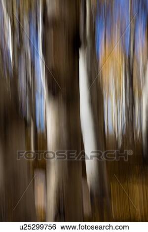 Aspen trees: detail of yellow leaves and dark trunks against blue fall sky, with motion blur, abstract effect, Utah View Large Photo Image Stock Photograph - Aspen trees: detail of yellow leaves and dark trunks against blue fall sky, with motion blur, abstract effect, Utah. Fotosearch