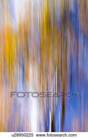 Aspen trees: detail of yellow leaves and dark trunks against blue fall sky, with motion blur, abstract effect, Utah View Large Photo Image Stock Photography - Aspen trees: detail of yellow leaves and dark trunks against blue fall sky, with motion blur, abstract effect, Utah. Fotosearch