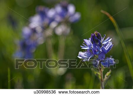 Stock Photograph - Blue wild lupin flower against blue and green background, Piano Grande, Umbria, Italy. Fotosearch