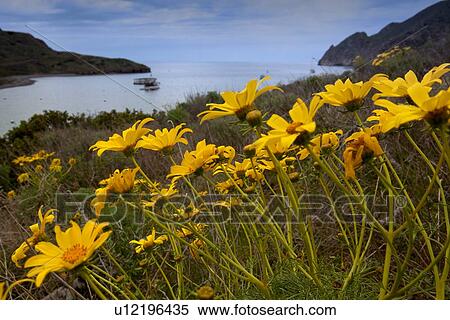 Catalina Harbour in early morning mist, with wild yellow coreopsis flowers in foreground, Catalina Island, California View Large Photo Image Stock Photography - Catalina Harbour in early morning mist, with wild yellow coreopsis flowers in foreground, Catalina Island, California. Fotosearch