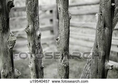 Stock Photo - Close up desaturated image of wooden posts of deserted corral, showing vertical posts with knot holes against shallow depth of field, Utah. Fotosearch