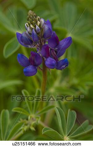 Closeup of blue wild lupin flower and leaves, Catalina Island, California View Large Photo Image Stock Photograph - Closeup of blue wild lupin flower and leaves, Catalina Island, California. Fotosearch