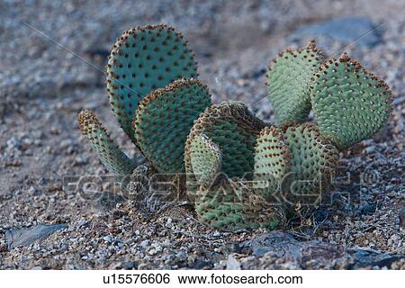 Closeup of cactus group in dawn light, Sierra Nevada View Large Photo Image Stock Photograph - Closeup of cactus group in dawn light, Sierra Nevada. Fotosearch