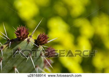 Closeup of cactus with Bermuda buttercups in spring sunshine, Catalina Island, California View Large Photo Image Picture - Closeup of cactus with Bermuda buttercups in spring sunshine, Catalina Island, California. Fotosearch