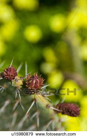 Stock Photo - Closeup of cactus with Bermuda buttercups in spring sunshine, Catalina Island, California. Fotosearch