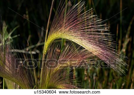 Picture - Closeup of foxtail barley grass with red-green plumes shimmering in the early morning light, Mono Lake. Fotosearch