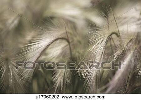 Stock Image - Closeup of foxtail barley grass with red-green plumes (desaturated image) shimmering in the early morning light, Mono Lake. Fotosearch