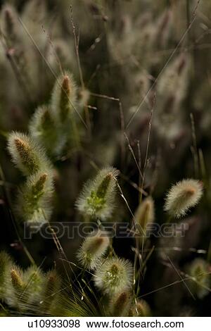 Closeup of foxtail barley grass with red-green plumes shimmering in the early morning light, Mono Lake View Large Photo Image Stock Photo - Closeup of foxtail barley grass with red-green plumes shimmering in the early morning light, Mono Lake. Fotosearch