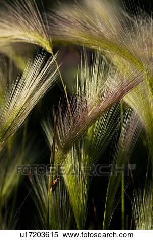 Stock Photography - Closeup of foxtail barley grass with red-green plumes shimmering in the early morning light, Mono Lake. Fotosearch