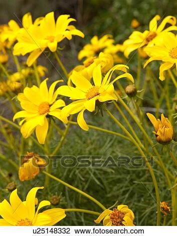 Closeup of group of yellow wild coreopsis, flowers and leaves, Catalina Island, California View Large Photo Image Stock Image - Closeup of group of yellow wild coreopsis, flowers and leaves, Catalina Island, California. Fotosearch