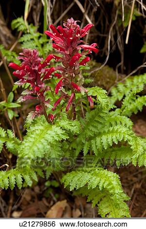 Stock Photograph - Closeup of Indian paintbrush flowers, and leaves, Cascade Falls, San Francisco, California. Fotosearch