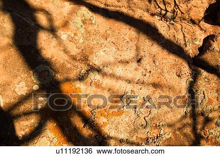 Closeup of lichen and moss on red rockface, with shadows of tree branches, early morning golden sunlight, Colorado. View Large Photo Image Stock Photograph - Closeup of lichen and moss on red rockface, with shadows of tree branches, early morning golden sunlight, Colorado.. Fotosearch