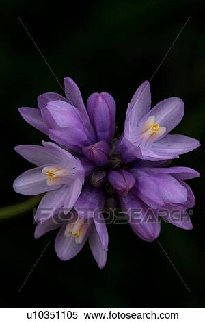 Closeup of purple wild Blue Dick flower, Catalina Island, California View Large Photo Image Stock Photography - Closeup of purple wild Blue Dick flower, Catalina Island, California. Fotosearch