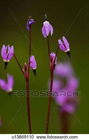 Stock Image - Closeup of Shooting Stars flowering in early morning rain, Cascade Falls, San Francisco, California. Fotosearch