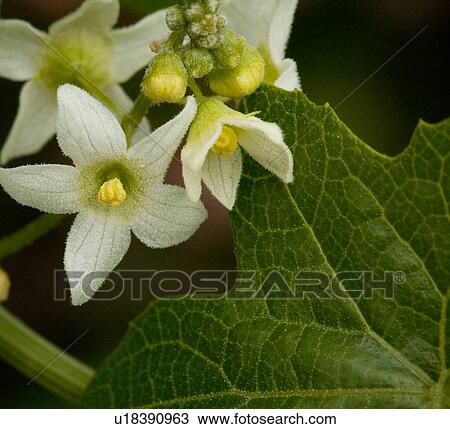 Stock Image - Closeup of wild cucumber flowers and leaves, Catalina Island, California. Fotosearch