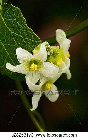 Stock Image - Closeup of wild cucumber flowers and leaves, Catalina Island, California. Fotosearch