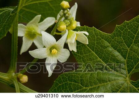 Closeup of wild cucumber flowers and leaves, Catalina Island, California View Large Photo Image Stock Image - Closeup of wild cucumber flowers and leaves, Catalina Island, California. Fotosearch