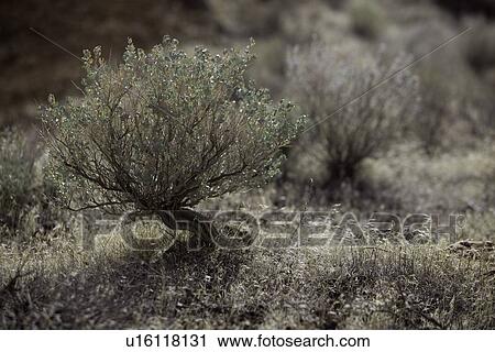 Closeup of wild sage bush in cryptobiotic soil, desaturated image, Utah View Large Photo Image Stock Image - Closeup of wild sage bush in cryptobiotic soil, desaturated image, Utah. Fotosearch