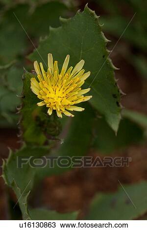 Closeup of yellow wild succulent, flower and leaves, Catalina Island, California View Large Photo Image Stock Image - Closeup of yellow wild succulent, flower and leaves, Catalina Island, California. Fotosearch