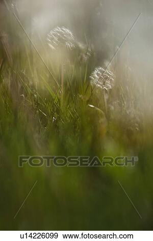 Stock Photo - Dandelion seedheads in abstract blur background of grass and wild flowers, Piano Grande, Umbria, Italy. Fotosearch