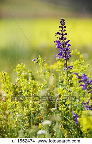 Picture - Detail of Piano Grande Umbria, with wild purple flowers and yellow lentil fields in full flower, early summer. Fotosearch