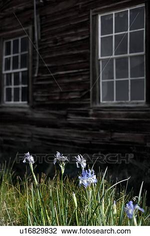 Stock Image - Detail of side of wooden pioneer house with white-framed windows, and blue irises in foreground. Fotosearch