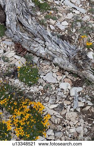 Stock Image - Detail of tree root amongst pebbles and wild yellow rock plant in flower, Bristlecone Pine forest. Fotosearch